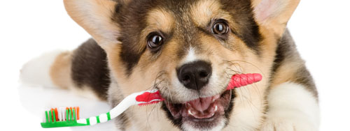 Sharing your toothbrush